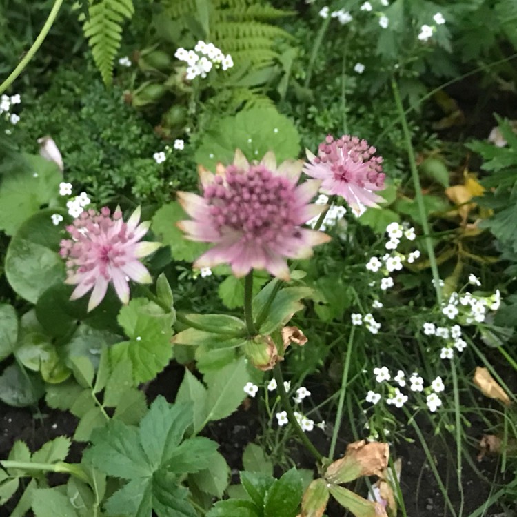 Plant image Astrantia major 'Pink Pride'