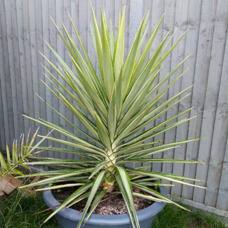 Plant image Yucca elephantipes 'Variegata'