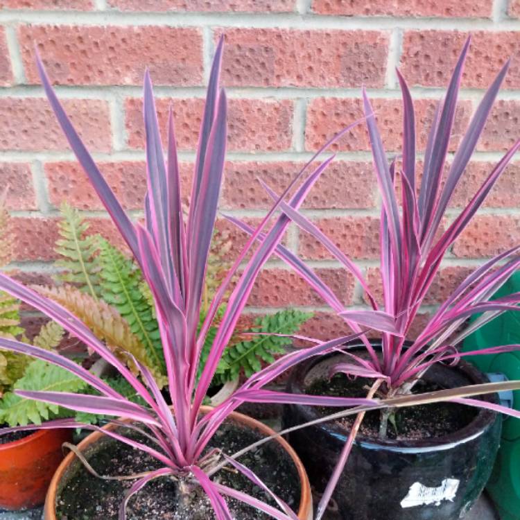 Plant image Cordyline australis 'Pink Passion'