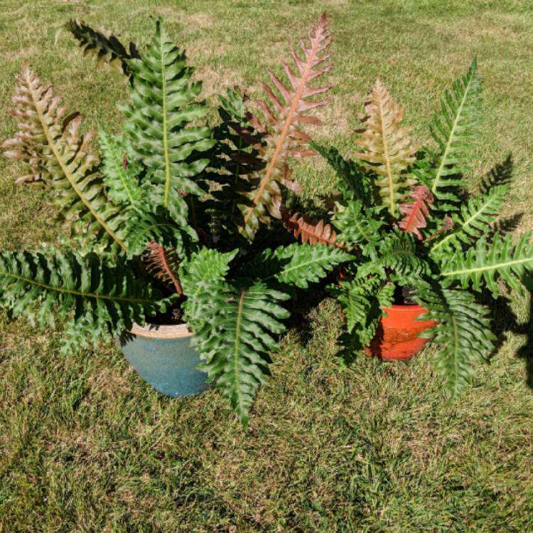 Plant image Blechnum brasiliense Volcano