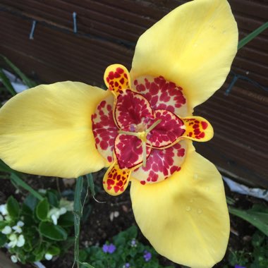 Mexican Shell Flower