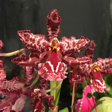 Odontoglossum Orchid