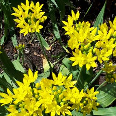 Eranthis hyemalis