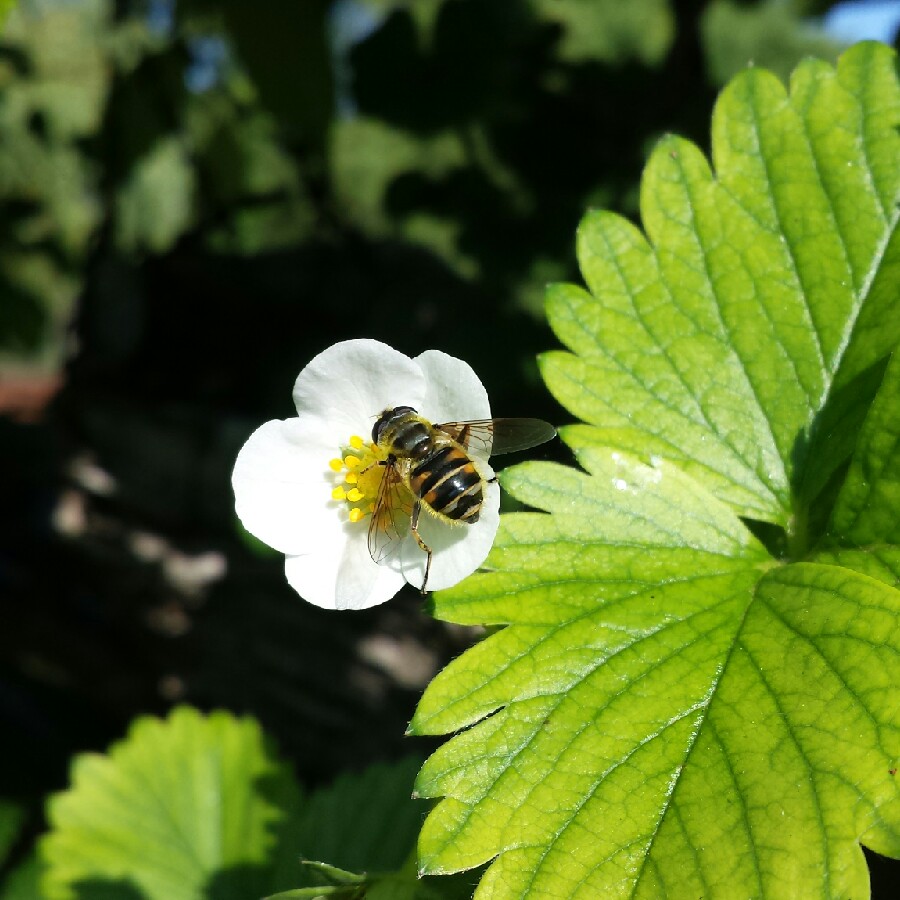 Rubus idaeus