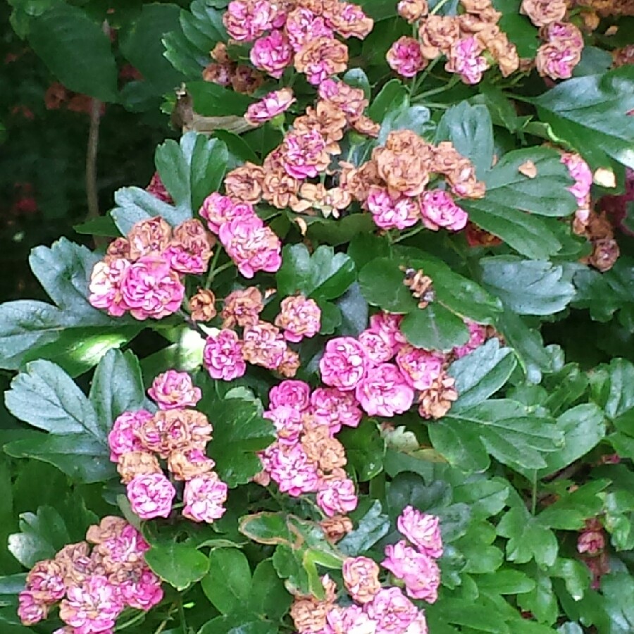 Plant image Crataegus x media 'Rubra Plena'