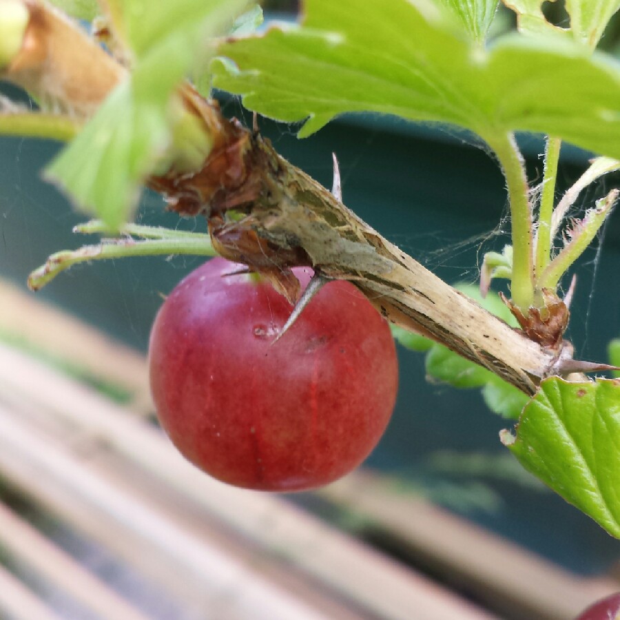 Plant image Ribes uva-crispa 'Invicta'