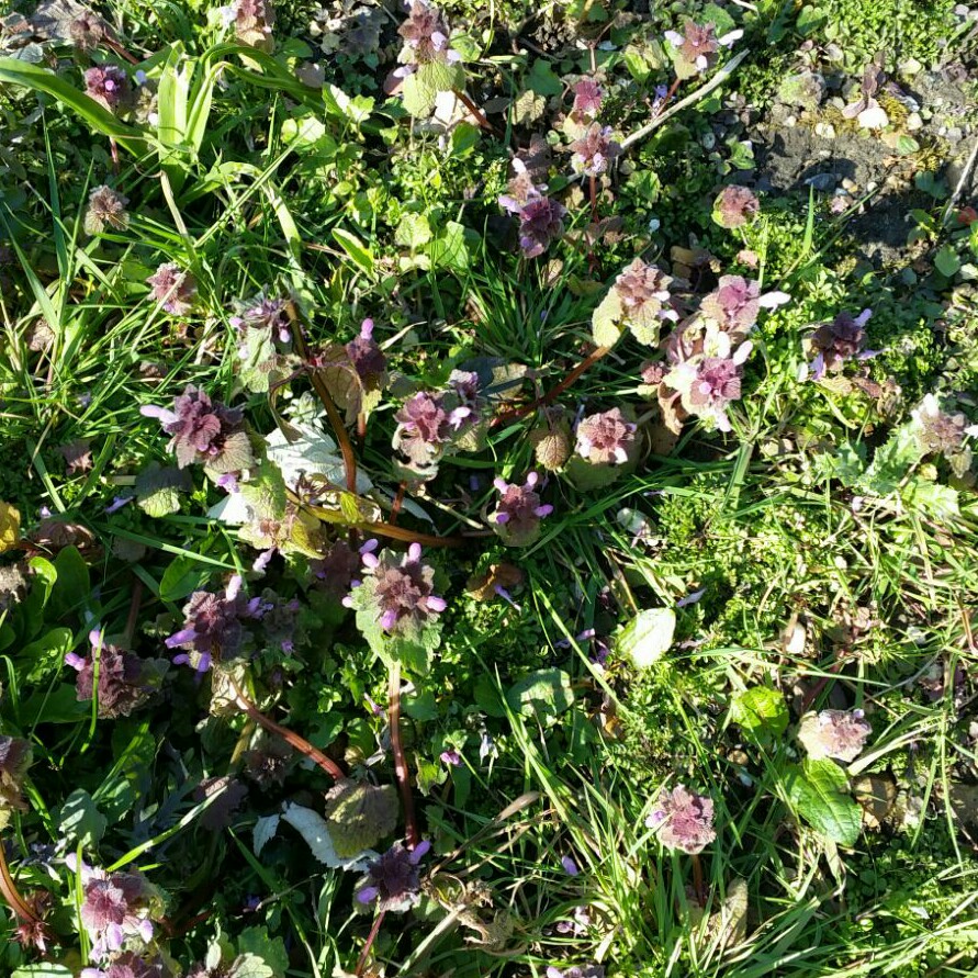 Plant image Lamium purpureum