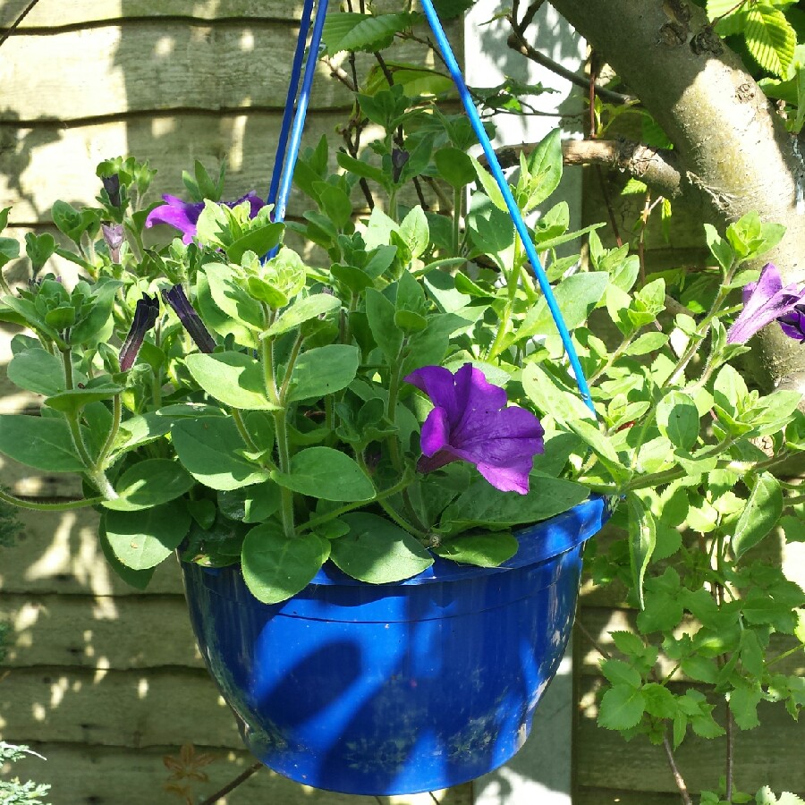 Plant image Petunia 'Sanguna'