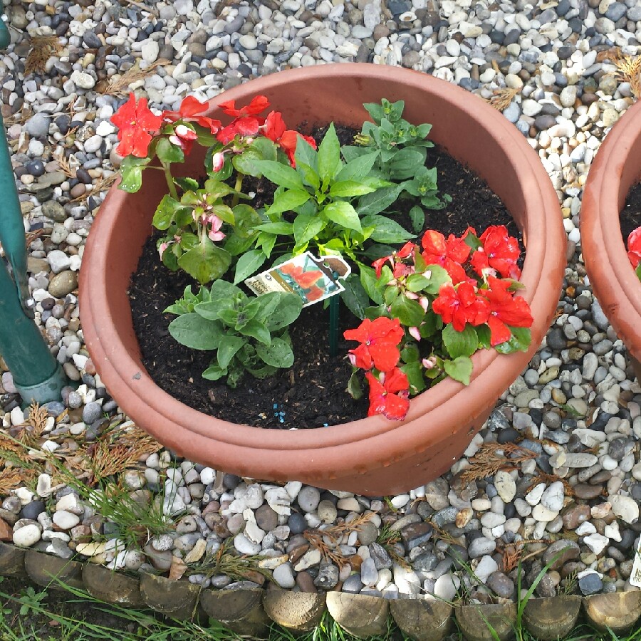 Impatiens tinctoria