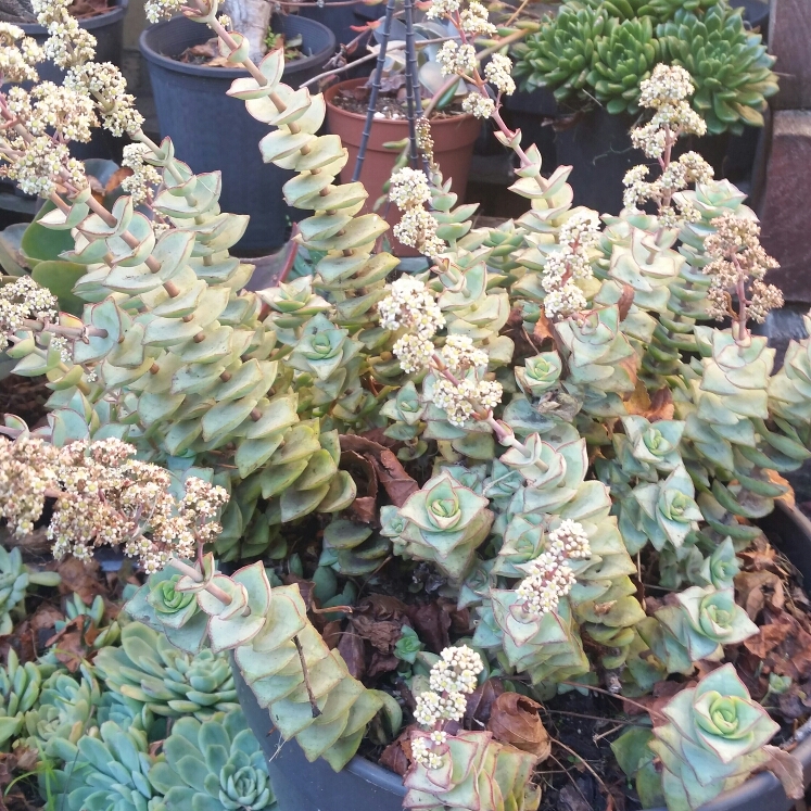 Plant image Crassula perforata variegata 'Jack In The Box'