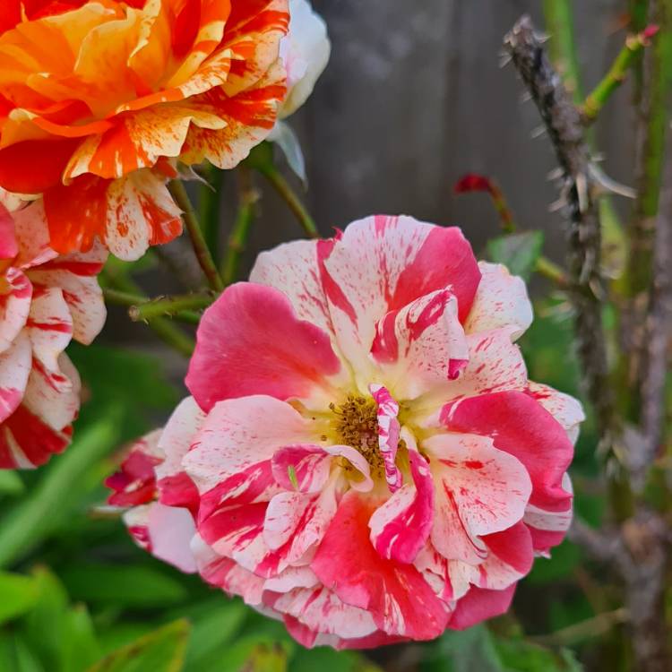 Plant image Hibiscus rosa-sinensis 'Apricot Brandy'