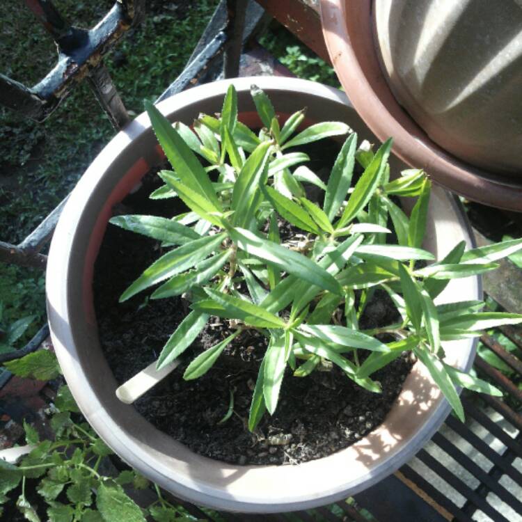 Plant image Artemisia dracunculus syn. Artemisia redowskii