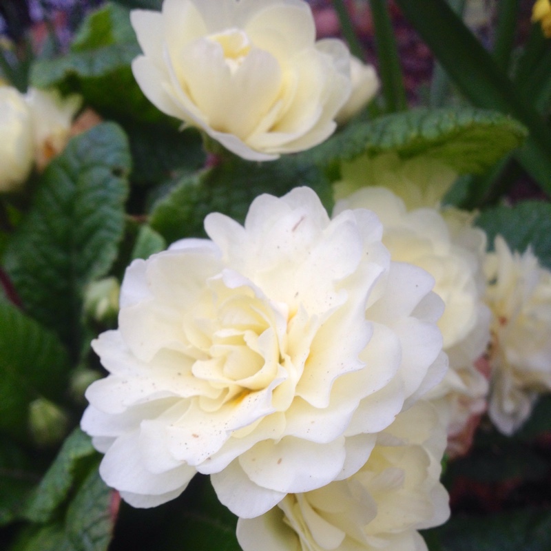 Plant image Primula belarina 'Cream'