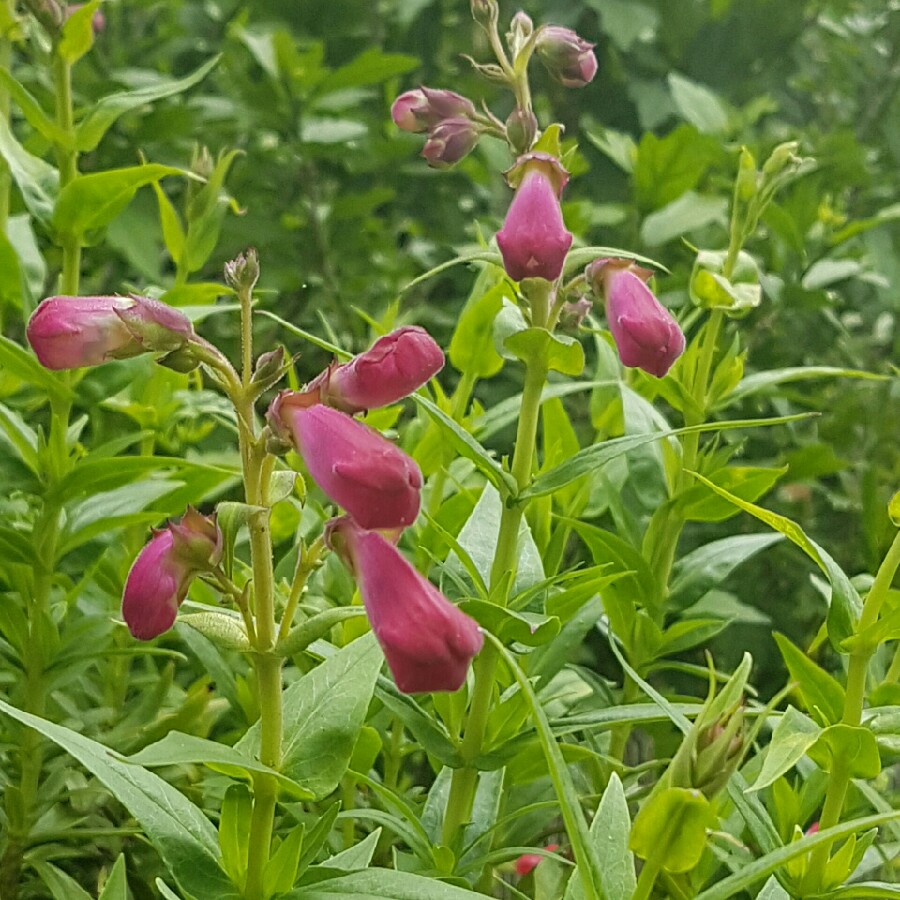 Plant image Penstemon 'Sunburst Ruby'