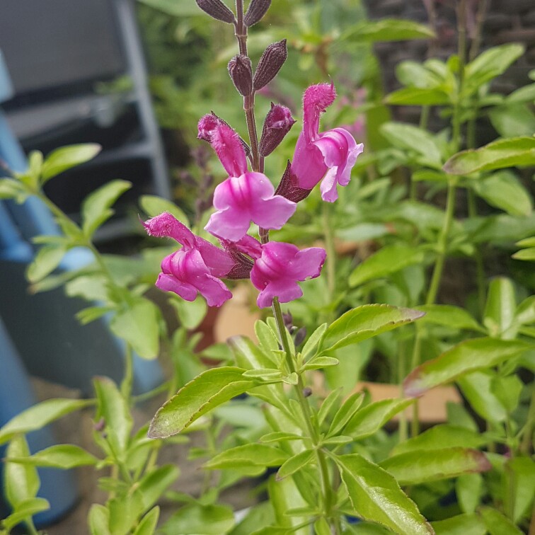 Plant image Salvia gregii 'Icing Sugar'