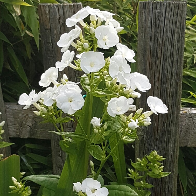 Plant image Phlox paniculata 'Mia Ruys'