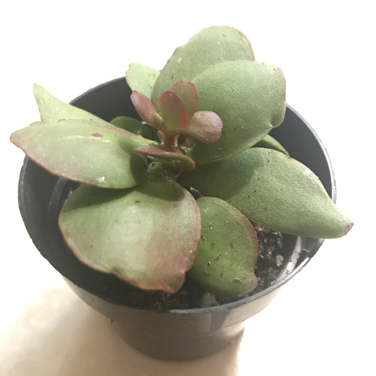 Plant image Crassula platyphylla 'Burgundy'