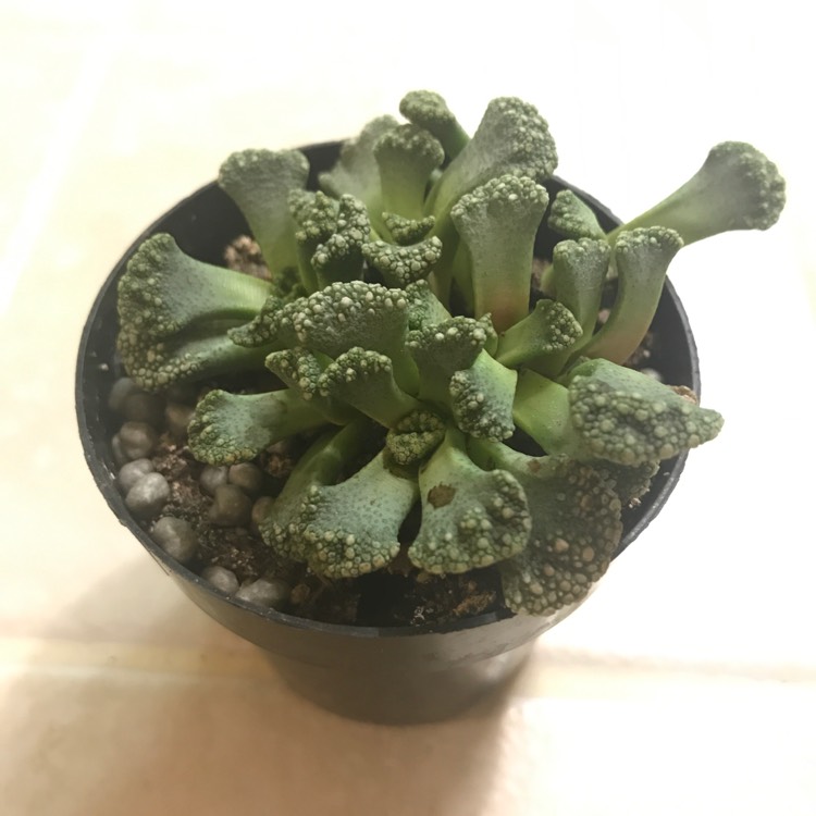 Plant image Titanopsis