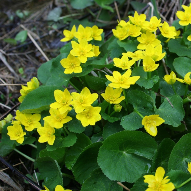 Marsh marigold