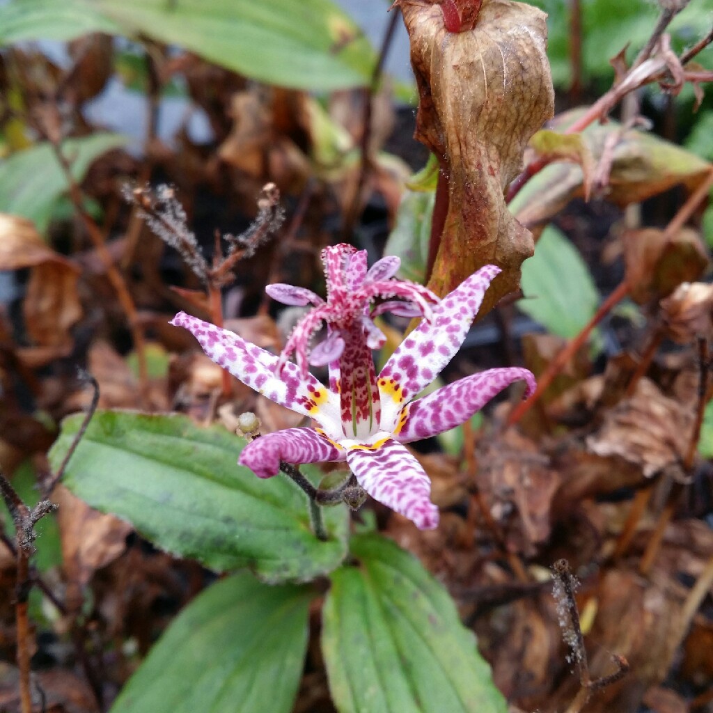 Toad Lily 'Pink Freckles'