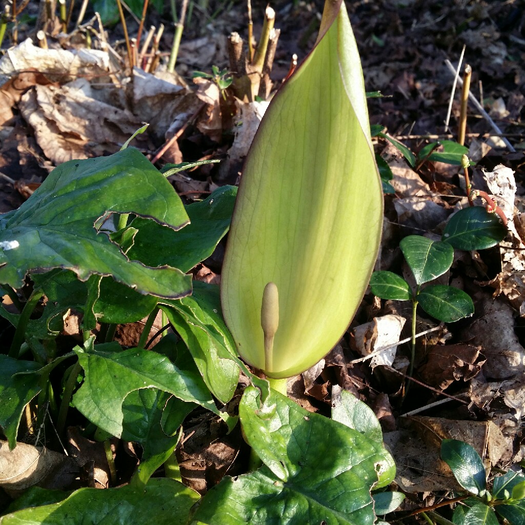 Maciej's garden