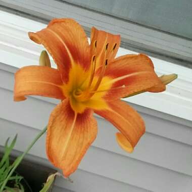 Lily (Species) Orange Lily