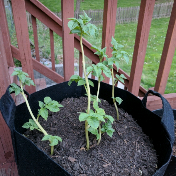 Plant image Solanum tuberosum 'Russet Burbank'