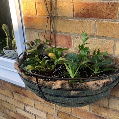 Lactuca sativa 'Salad Bowl'