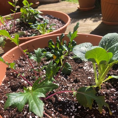 Lactuca sativa 'Salad Bowl'