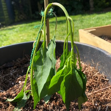 Capsicum annuum