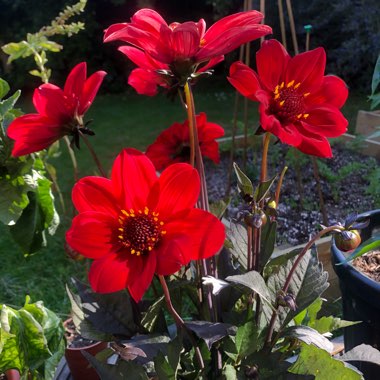 Dahlia 'Bishop of Llandaff'