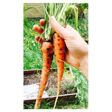 Daucus carota subsp. sativus