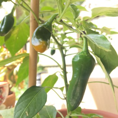 Capsicum annuum