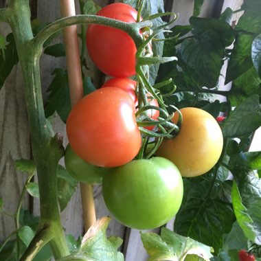 Solanum lycopersicum 'Shirley'