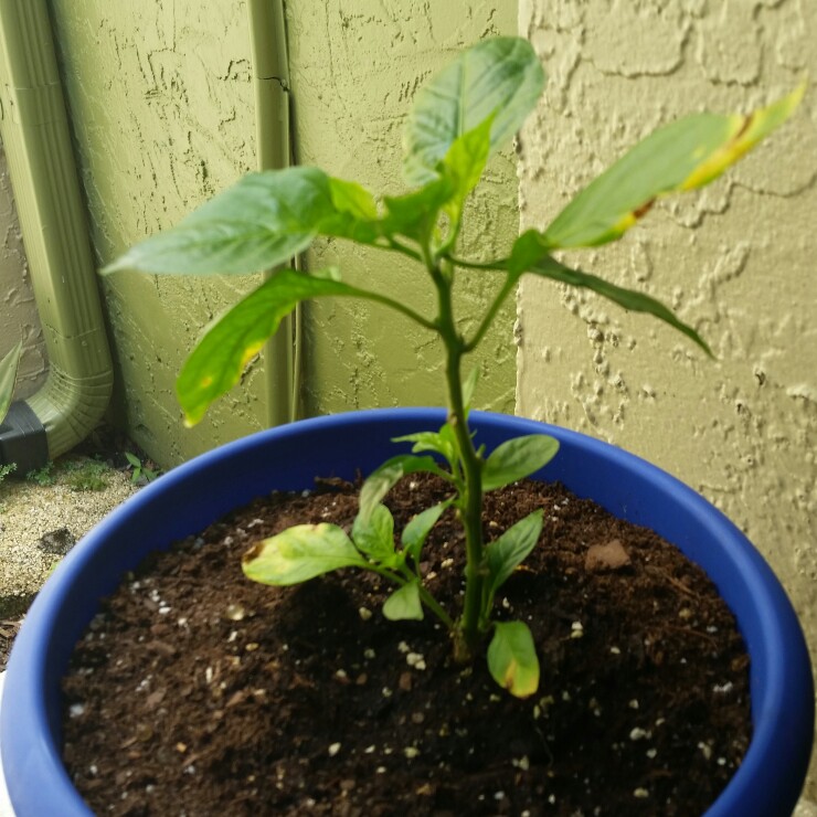 Chilli Pepper 'Habanero'