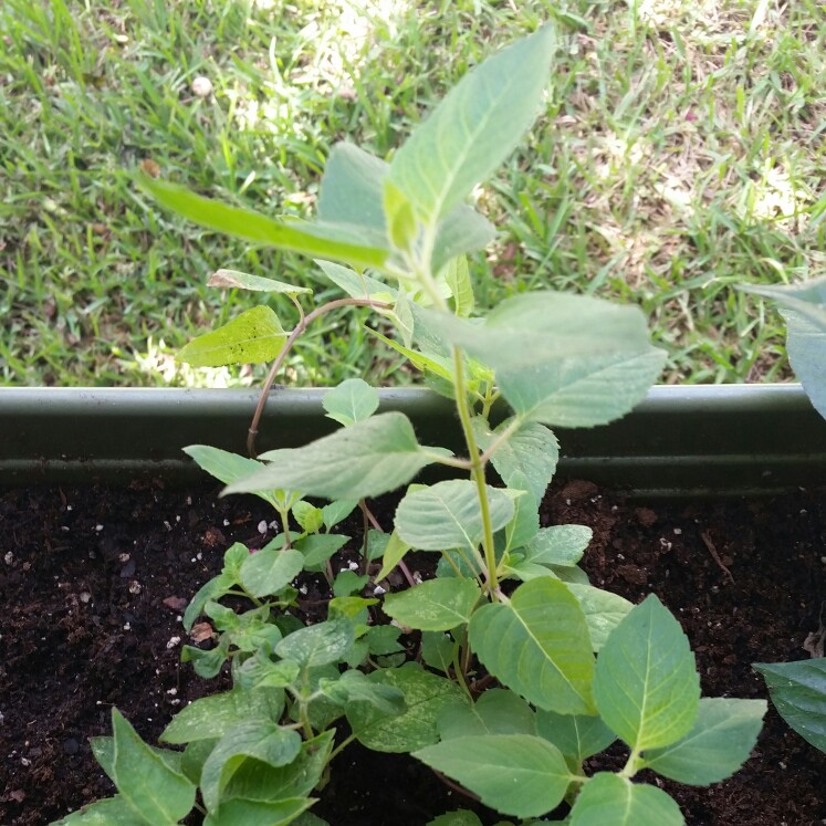 Bergamot 'Fireball'