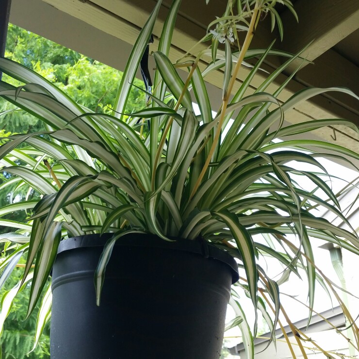 Spider Plant 'Vittatum'