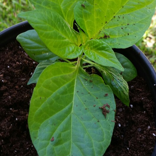 Chilli Pepper 'Bhut Jolokia'