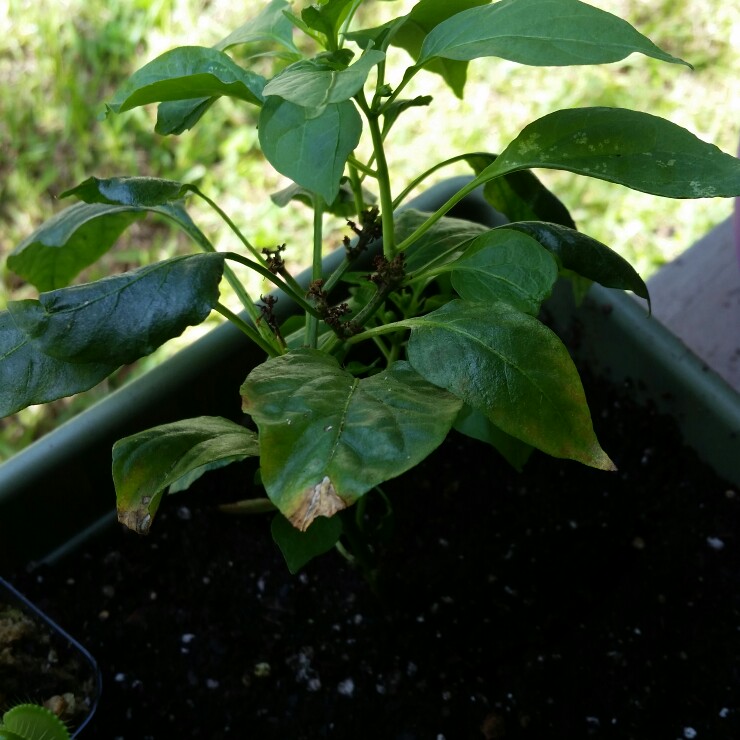 Chilli Pepper 'Cayenne'