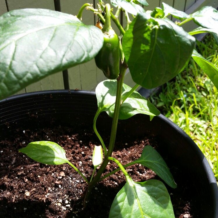 Chilli Pepper 'Jalapeno'