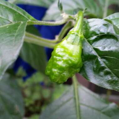 Chilli Pepper 'Habanero'