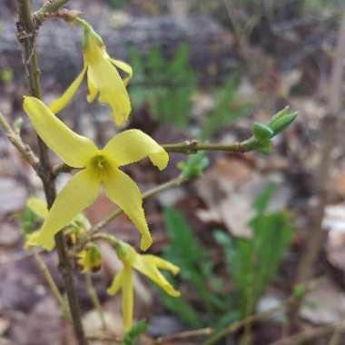 Forsythia