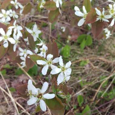 Canadian Serviceberry