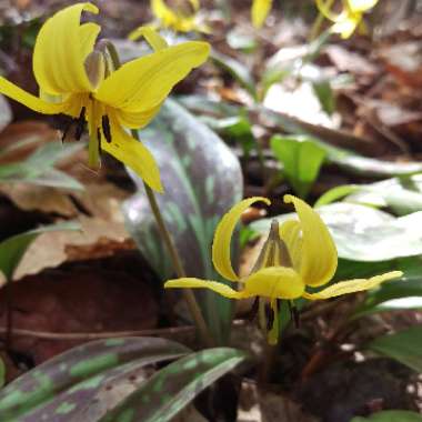 Fawn Lily