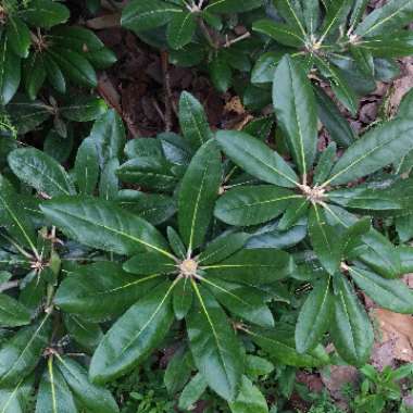 Dwarf Rhododendron 'Bengal'