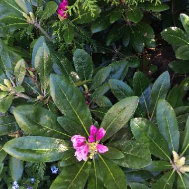 Dwarf Rhododendron 'Bengal'