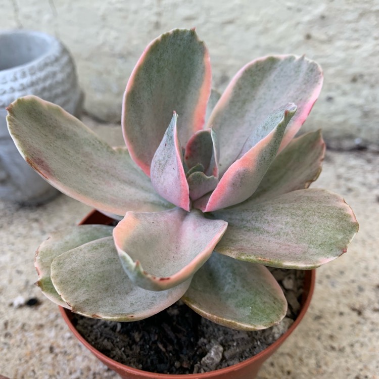 Plant image Echeveria Decora