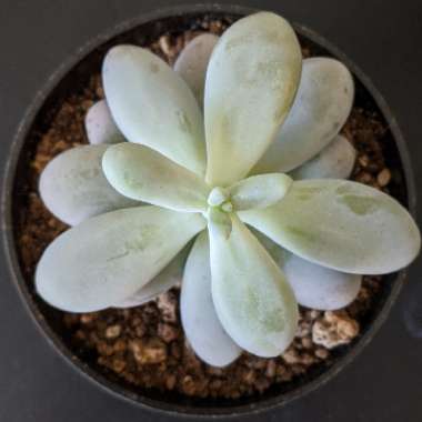 Pachyphytum oviferum