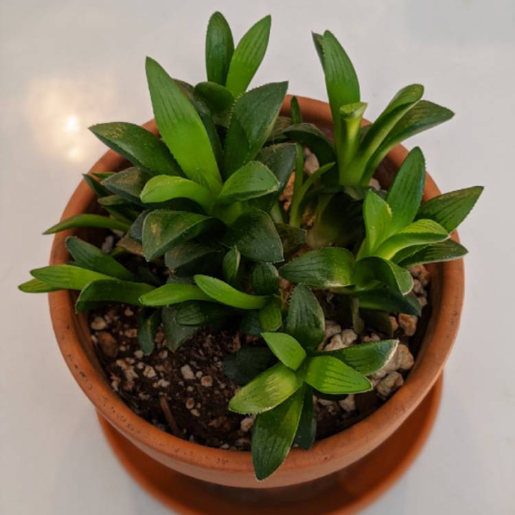 Plant image Haworthia retusa