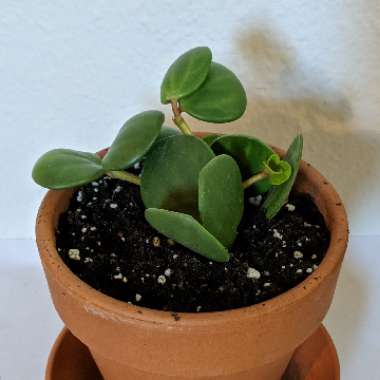 Peperomia deppeana x quadrifolia 'Hope' syn. Peperomia Tetraphylla 'Hope'